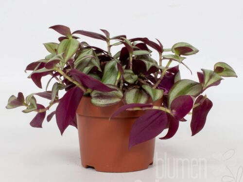 Tradescantia zebrina -Violet Hill-