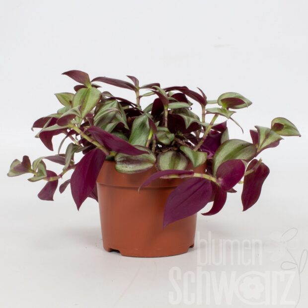 Tradescantia zebrina -Violet Hill-