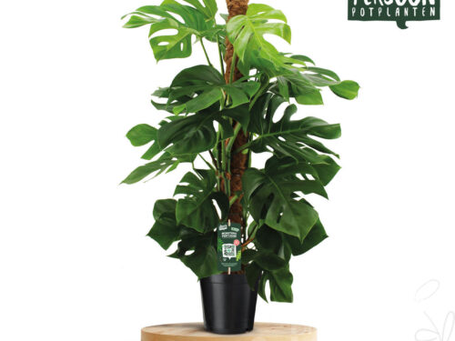 Monstera (Pertusum Grp)