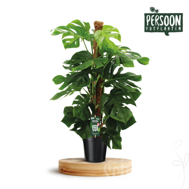 Monstera (Pertusum Grp)