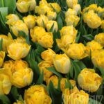 Tulipa Secret Parfume