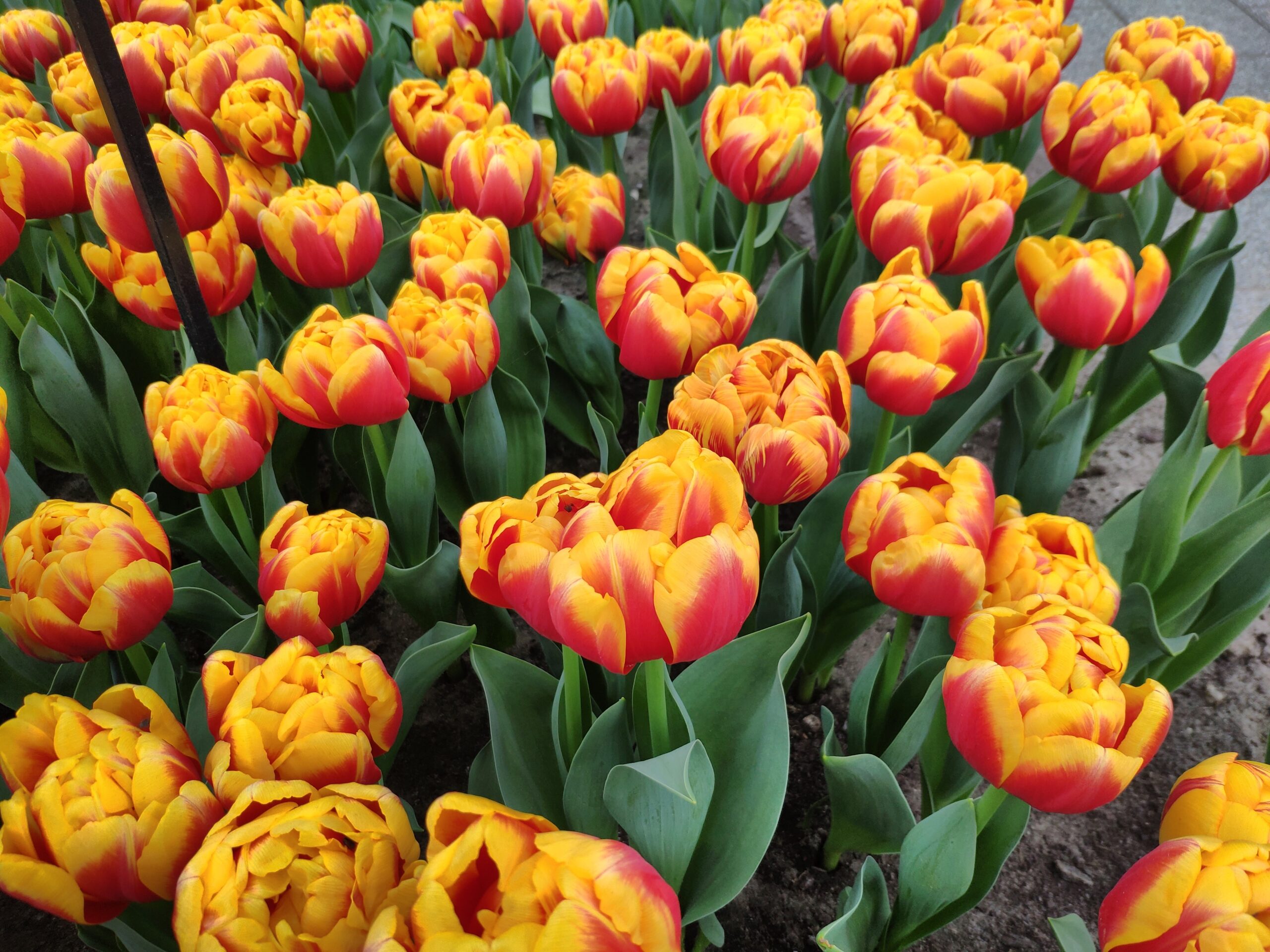 Tulipa Shell