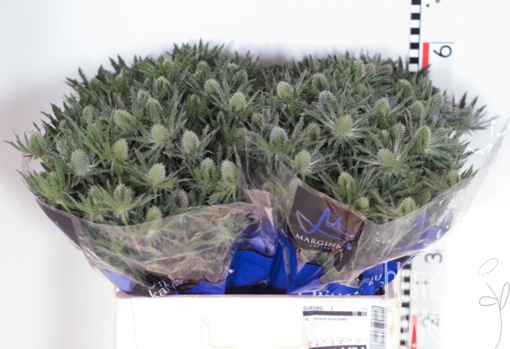 Eryngium Sirius Questar 50 cm Bund enthält 10 Blumen Schwarz
