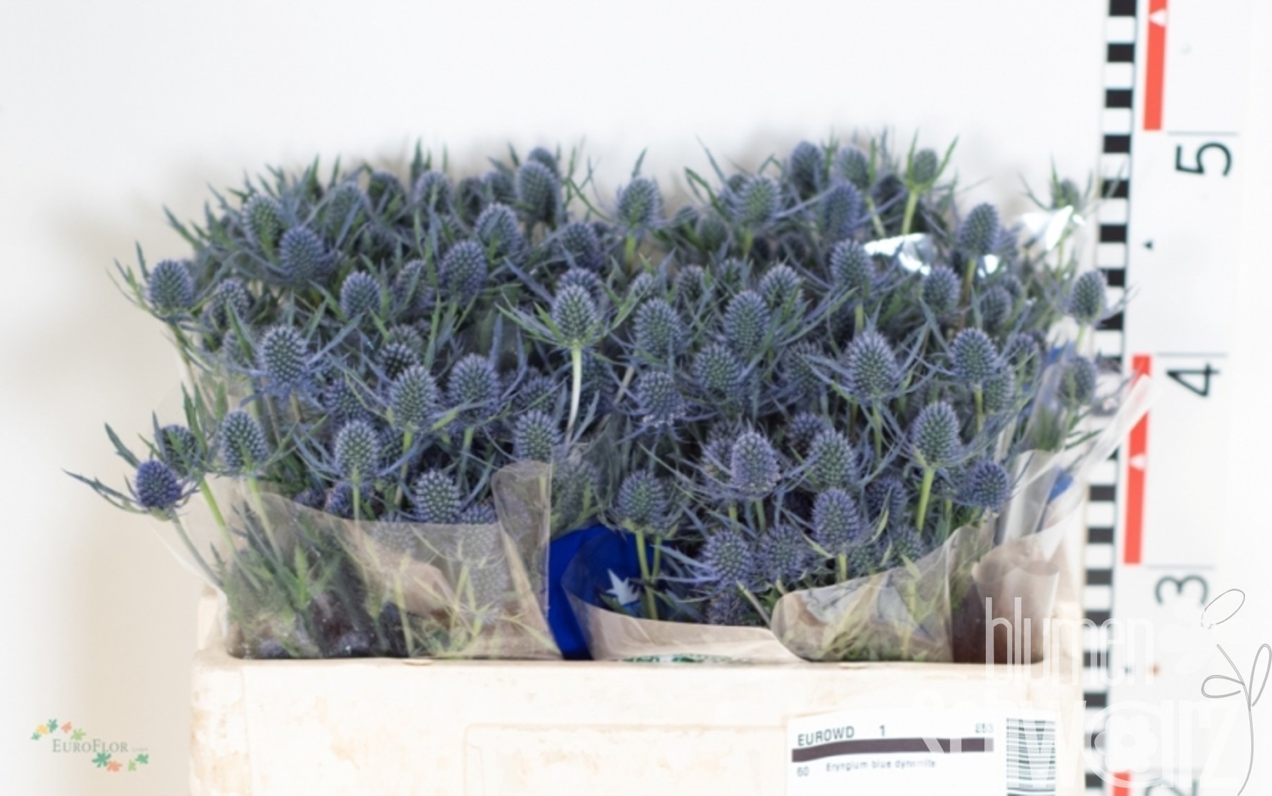 Eryngium Blue Dynamite 50 cm Bund enthält 10