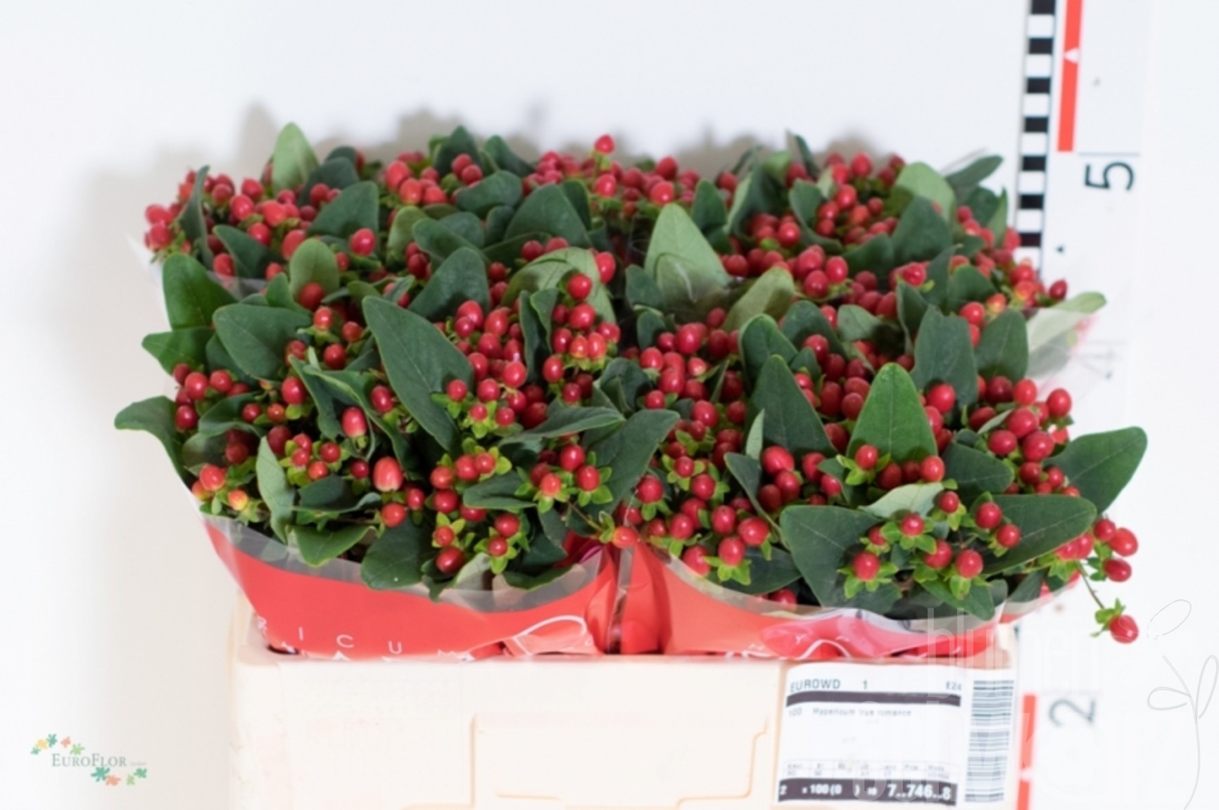 Hypericum True Romance 50 cm Bund enthält 25