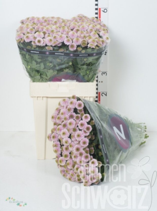 Chrysanthemen Santini Doria Pink Bund enthält 25