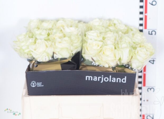 Rosen White Naomi 55 cm Bund enthält 10