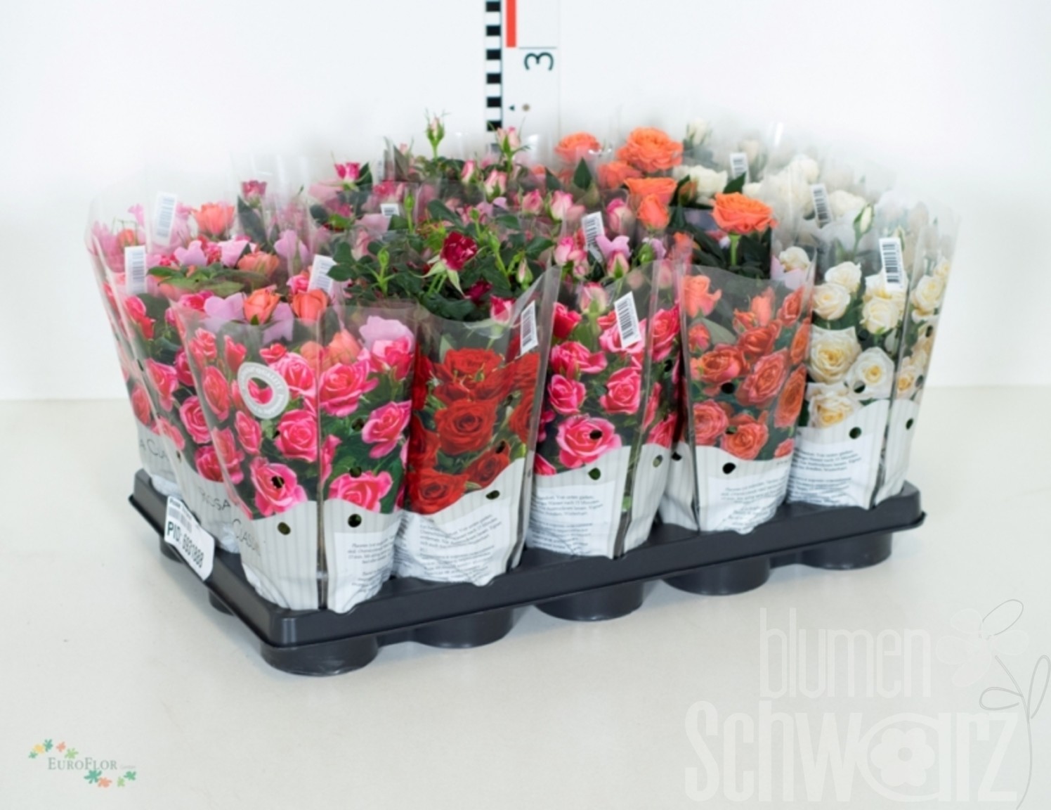 Topf Rosen Kordana Mix Bund enthält 10