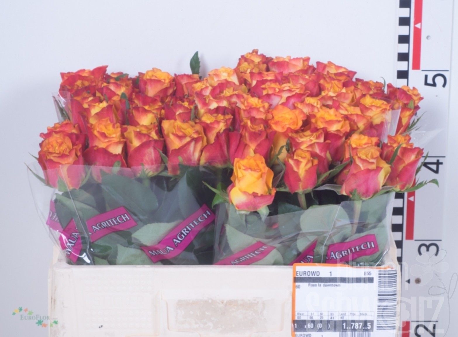 Rosen Downtown 50 cm Bund enthält 10