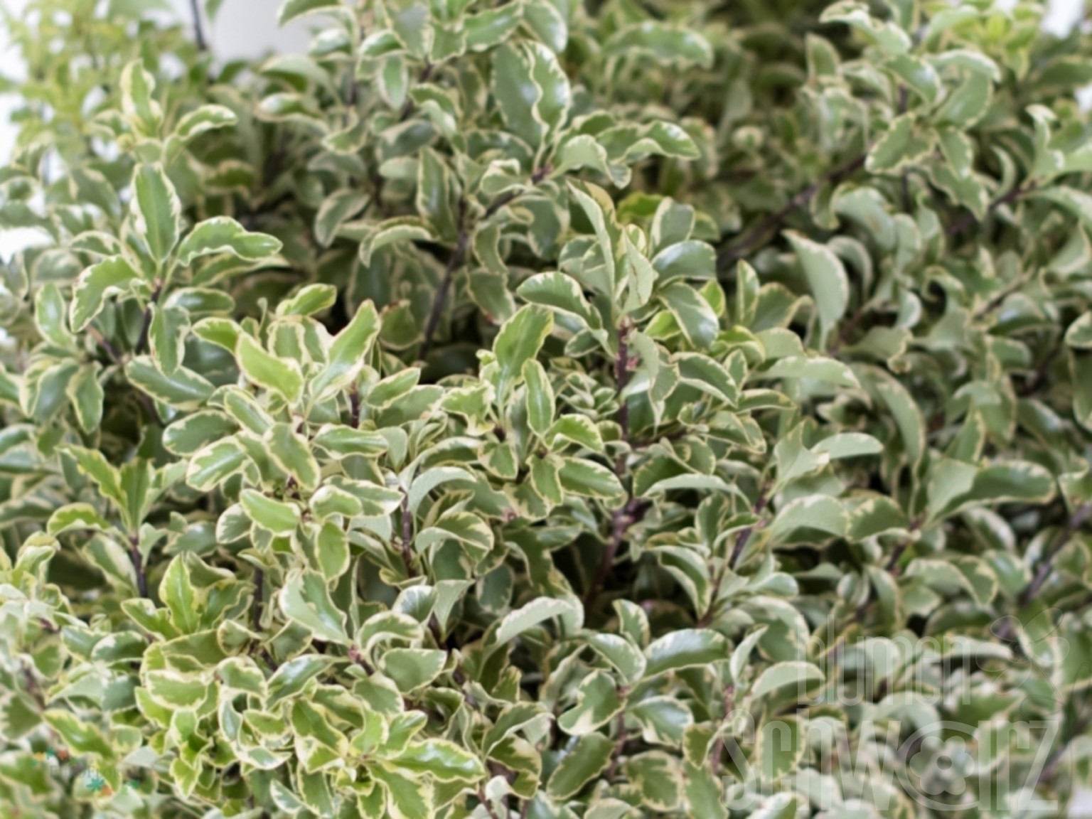 Pittosporum tenuifolium variegatum Bund