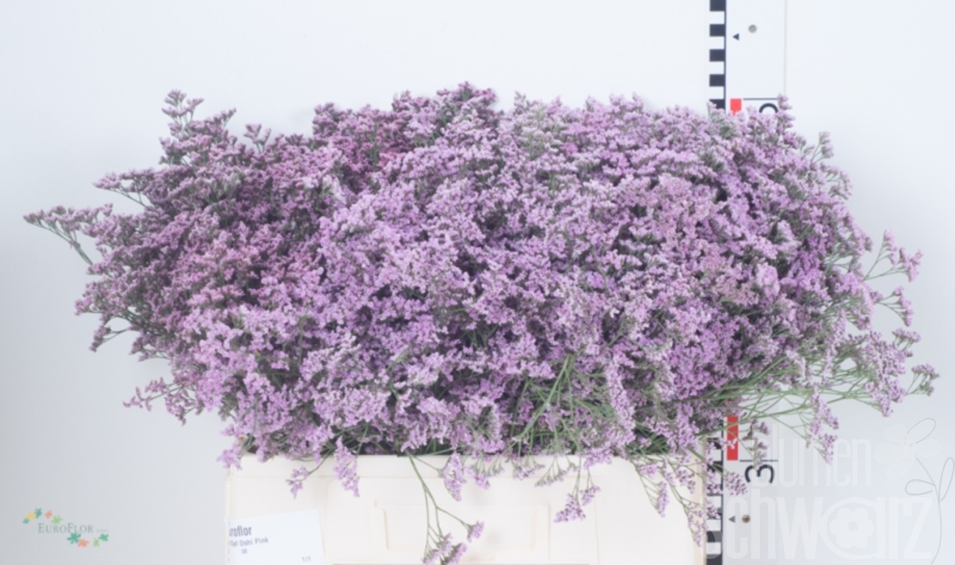 Limonium Safora Oshi Pink 60 cm Bund enthält 25