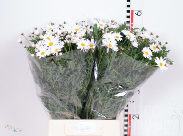 Leucanthemum vulgare (Margeriten) 40 cm Bund enthält 50