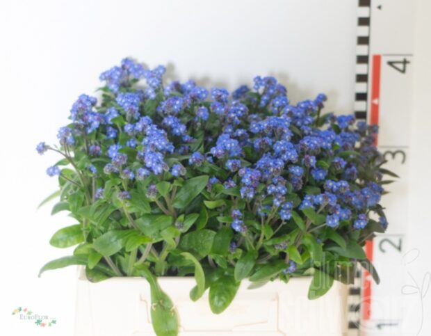 Myosotis (Vergissmeinnicht) blau Bund enthält 50