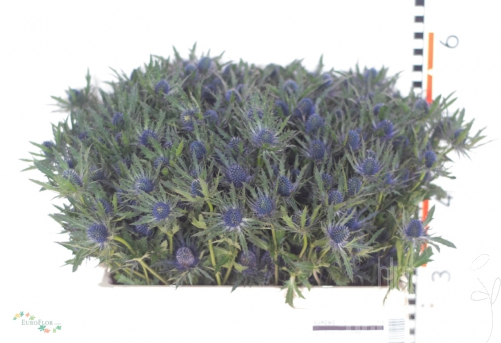 Eryngium Orion Questar 60 cm Bund enthält 10 Blumen Schwarz