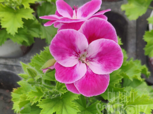 Pelargonium Pinkerbell Regpinker