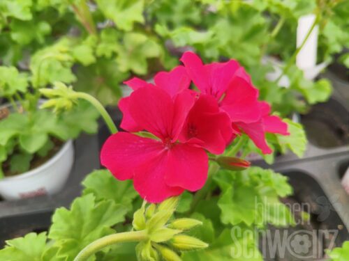 Pelargonium Marcada Magenta