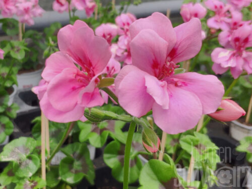Pelargonium Big5 Light Pink