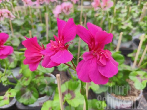 Pelargonium Big5 Neon Pink