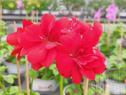 Pelargonium Big5 Red