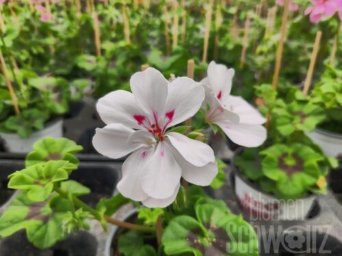 Pelargonium Big5 White Angel