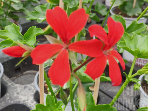 Pelargonium Feuercascade