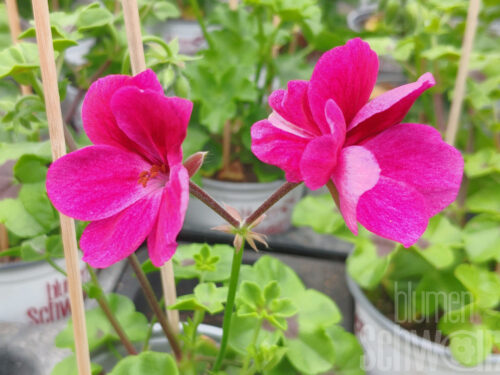 Pelargonium Happy Face Magenta