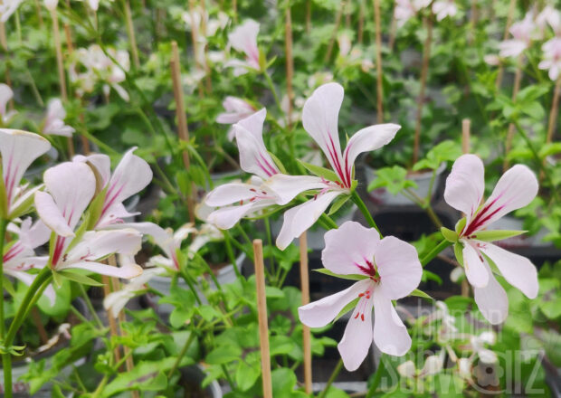 Pelargonium Ville de Dresden