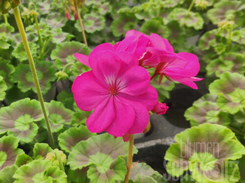 Pelargonium Two in One Violett