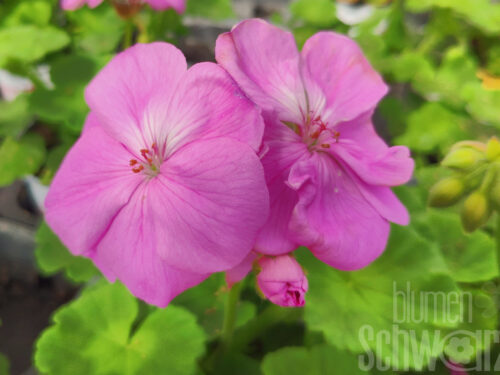 Pelargonium Blue Wonder
