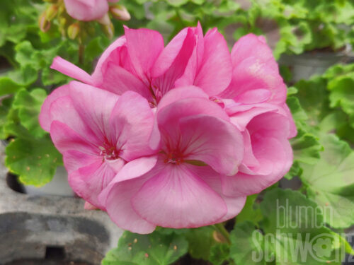 Pelargonium Emilia