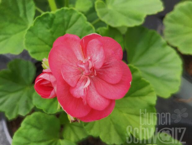 Pelargonium Little Lady, Minigeranie