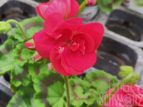 Pelargonium Ludo