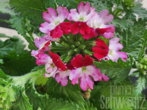 Verbena Drums Purple-Red