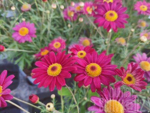 Argyanthemum frut. Aramis, rote Margerite