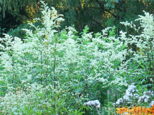 Artemisia Weiße Dame, Elfenraute