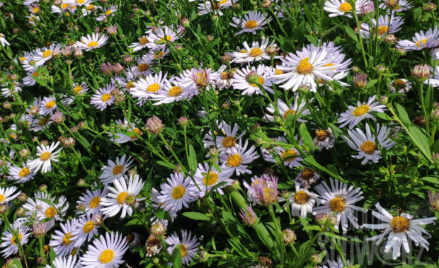Aster Altweibersommer, flieder-violett