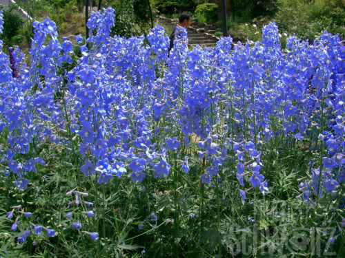 Delphinium Völkerfrieden, Rittersporn blau