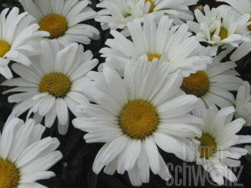 Dendranthema Poesie, Herbstchrysantheme