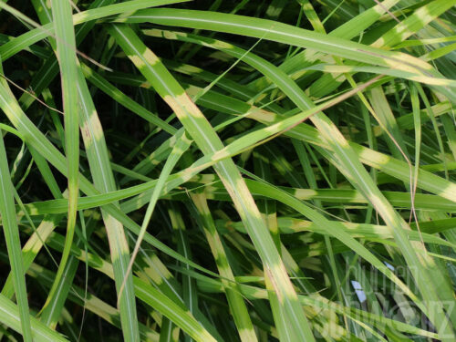 Miscanthus sin. Little Zebra