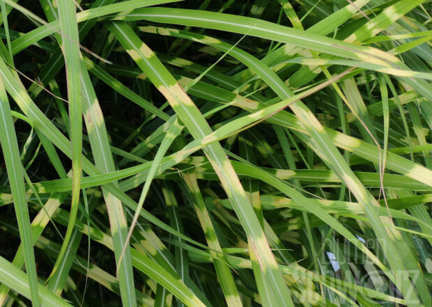 Miscanthus sin. Little Zebra