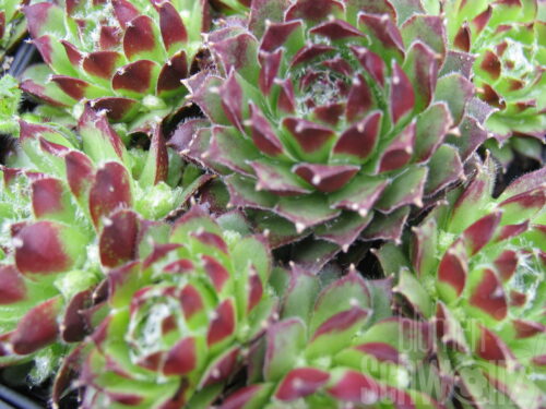 Sempervivum Chivalry, Hauswurz