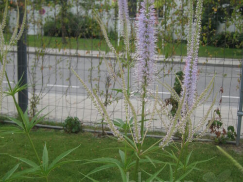 Veronicastrum Fascination, Kandelabar-Ehrenpreis