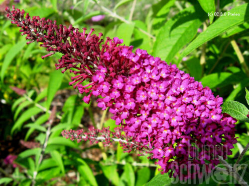 Buddleja Candy Little White - Weißer Zwerg-Sommerflieder