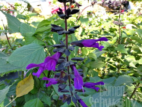 Salvia Amistad, Ziersalbei