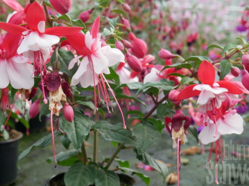 Fuchsia SD. Anna, rot-weiße Fuchsie