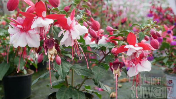 Fuchsia SD. Anna, rot-weiße Fuchsie