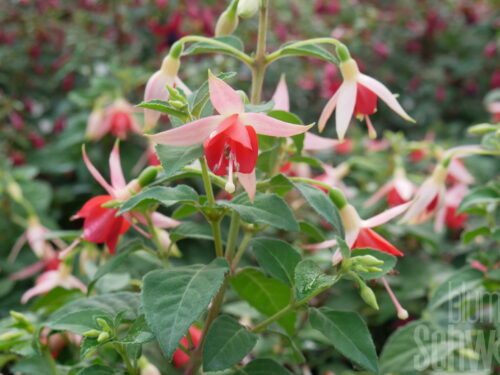 Fuchsia SD Peggy, weiß-orange Fuchsie