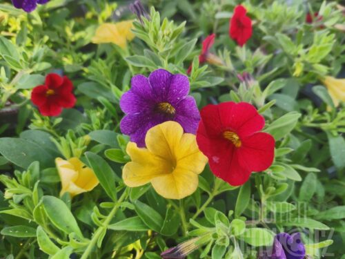 3er Calibrachoa Bolero 17