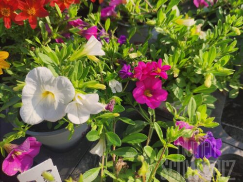 3er Calibrachoa Early Spirit