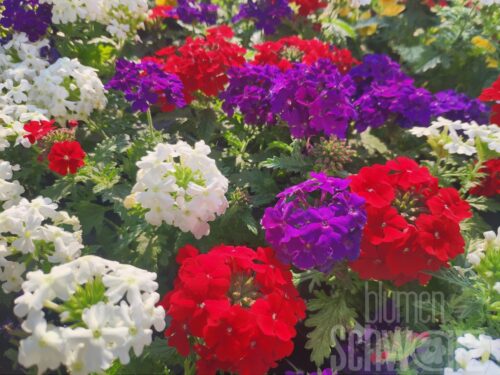 Verbena TrioMio Vepita Fireworks - Rot-weiss-Blaue Hänge-Verbene